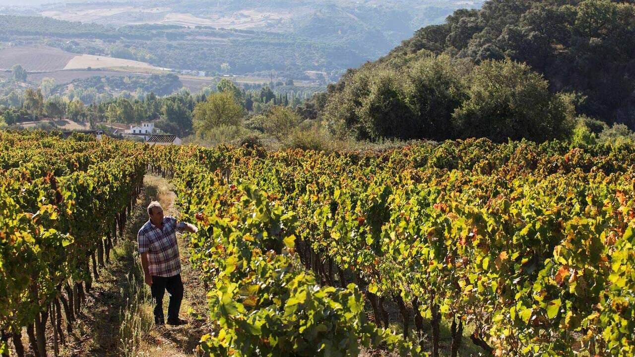 viñas-uva-vino-España