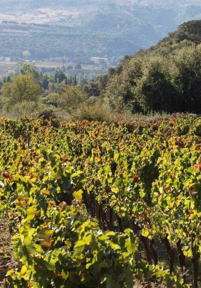viñas-uva-vino-España